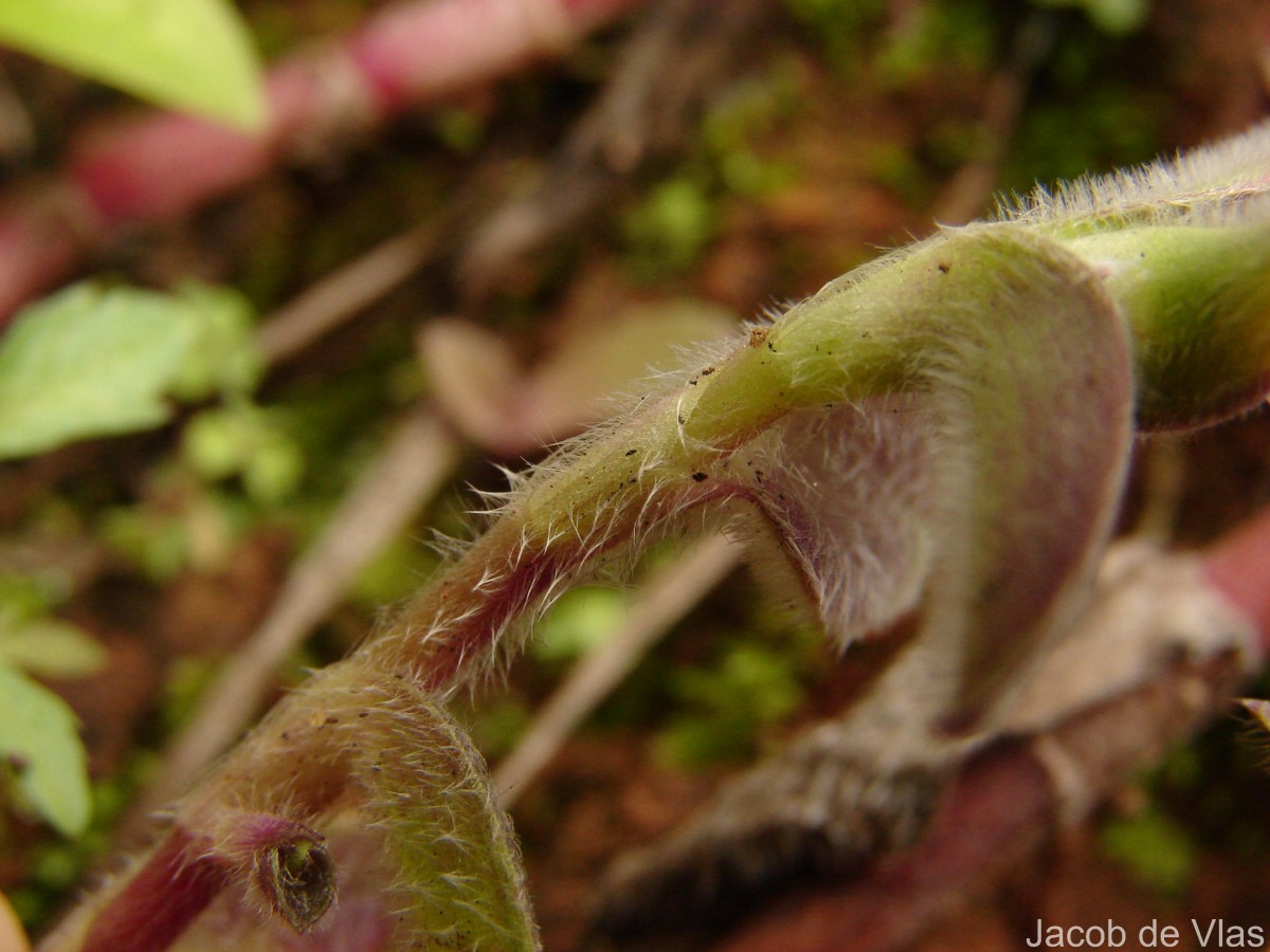 Cyanotis villosa (Spreng.) Schult. & Schult.f.